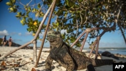 Iguana laut Galapagos (Amblyrhynchus cristatus) berjemur di samping turis di pantai Teluk Tortuga di Pulau Santa Cruz di Galapagos, Ekuador, 20 Januari 2018. (Foto: AFP)