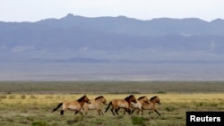 资料照:2017年6月22日,蒙古西南部,一群濒临灭绝的普氏马小跑着穿过塔钦塔尔国家公园,这里是大戈壁B严格保护区的一部分。