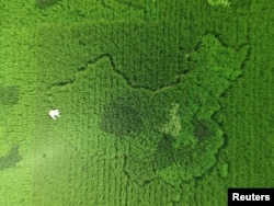 上海有人种稻田种出了中国地图的形状(2016年9月25日)