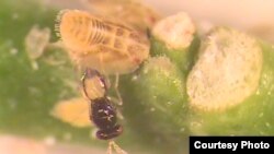 显微镜下小蜂攻击木虱幼虫(UCR photo)