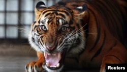 在习近平、王岐山连打老虎之后,老虎会聚众反扑吗?