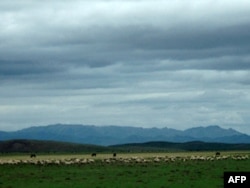 红军当年走过的若尔盖湿地如今牛羊成群