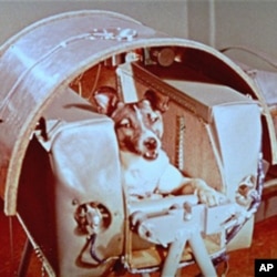 1957年11月,苏联发射的“卫星二号”上带了个特殊的乘客,一只名叫莱卡的狗