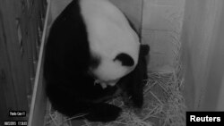 华盛顿史密森国家动物园大熊猫摄像机拍下的大熊猫美香。(2015年8月22日)