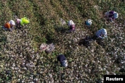 中国新疆哈密的农民在摘棉花。(2018年10月14日)