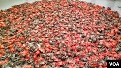 华盛顿史密森学会赫什霍恩博物馆艾未未艺术展作品之一:河蟹 (美国之音王南拍摄)