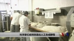 科学家们或将创造出人工合成酵母 科学家们或将创造出人工合成酵母