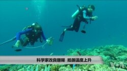 科学家改良珊瑚 抵御温度上升 科学家改良珊瑚 抵御温度上升