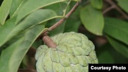 番荔枝,又名释迦,英文名Sugar Apple。