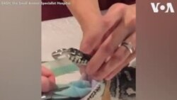 ကိုယ်သုတ်ပဝါမျိုမိတဲ့ စပါးအုံးမြွေမလေး ကိုယ်သုတ်ပဝါမျိုမိတဲ့ စပါးအုံးမြွေမလေး