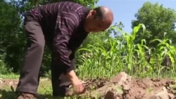 美国万花筒:中国老人种菜耶鲁 哈珀李新书大卖 美国万花筒:中国老人种菜耶鲁 哈珀李新书大卖