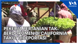 Pekerja Pertanian Tak Berdokumen di California Takut Dideportasi Pekerja Pertanian Tak Berdokumen di California Takut Dideportasi
