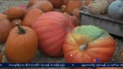 အမေရိကန် အောက်တိုဘာနဲ့ ဖရုံသီး အမေရိကန် အောက်တိုဘာနဲ့ ဖရုံသီး