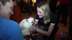 人类最好朋友帮助议员打破党派隔阂