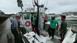 濒危物种金枪鱼数量恢复 濒危物种金枪鱼数量恢复