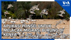 Aplikasi Ponsel untuk Melacak Migrasi Burung di Kenya Aplikasi Ponsel untuk Melacak Migrasi Burung di Kenya