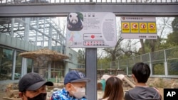 新冠病毒爆发以来,北京动物园首次对公众开放户外展区。戴口罩的游客参观了北京动物园的大熊猫。虽然北京大多数的旅游景点仍保持关闭,但动物园和长城部分地区在按预约接待游客。一些餐馆开始重新营业。(美联社照片)