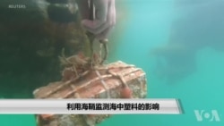 利用海鞘监测海中塑料的影响 利用海鞘监测海中塑料的影响