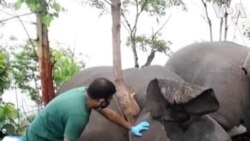 အိန္ဒိယက ဆင်၁၈ကောင်သေဆုံးမှု စုံစမ်းစစ်ဆေး အိန္ဒိယက ဆင်၁၈ကောင်သေဆုံးမှု စုံစမ်းစစ်ဆေး