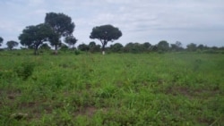 Emissão Vespertina 26 Agosto 2023: Posse de terra gera conflitos em Angola  Emissão Vespertina 26 Agosto 2023: Posse de terra gera conflitos em Angola