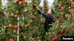 Gần 100% tổng số táo Mỹ bán sang thị trường Việt Nam xuất xứ từ tiểu bang Washington, theo thông cáo của sứ quán Mỹ.