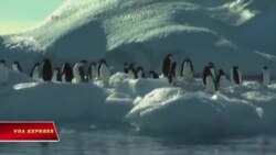 Thỏa thuận thành lập khu bảo tồn biển lớn nhất thế giới Thỏa thuận thành lập khu bảo tồn biển lớn nhất thế giới