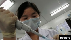 资料照片:一名研究人员在位于中国深圳的北京基因组研究所“DNA实验室”将样本放入容器中。(2010年3月3日)