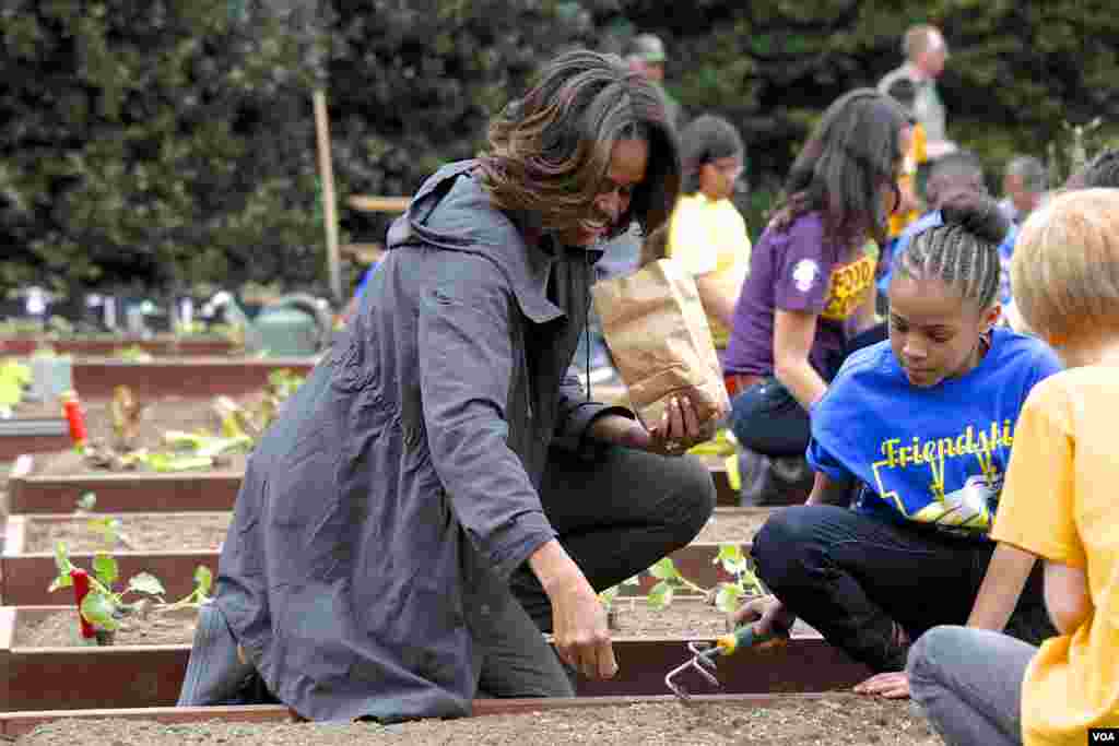 美国第一夫人白宫种菜推动全民健康(美国之音常晓拍摄)