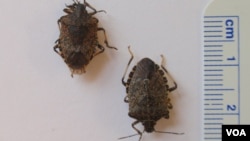 Các con bọ hôi màu nâu sọc cẩm thạch dài khoảng 1-2cm. (VOA/T. Banse)