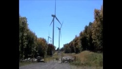 风力发电成野生动物杀手 风力发电成野生动物杀手