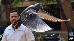 资料照片: 8个月前捕获的一个疑似中国间谍的鸽子2024年1月30日在印度孟买一家兽医院被释放