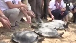 မျိုးတုံးလု လိပ်မျိုးစိတ် ကမ္ဘောဒီးယားမှာ ပြန်လွှတ် မျိုးတုံးလု လိပ်မျိုးစိတ် ကမ္ဘောဒီးယားမှာ ပြန်လွှတ်