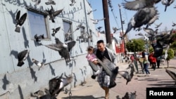 在墨西哥边境城市蒂华纳,一名来自中美洲的移民大篷车成员抱着女儿在鸽子中间穿行,他准备申请在美国避难(2018年4月28)。