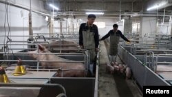 中国广西的一个养猪场的工人正在把小猪赶出猪栏。(2018年3月21日)