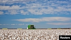 资料照:澳大利亚悉尼以西一个棉花种植农场的一片待收的棉桃。