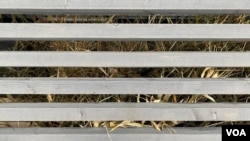 2025年3月3日,透过熊猫馆楼下的栅栏缝隙,还能看到大熊猫吃剩的竹子。 (美国之音/李北平摄)