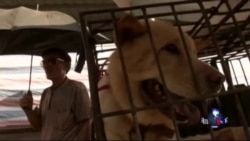 抗议者呼吁取缔玉林狗肉节 抗议者呼吁取缔玉林狗肉节