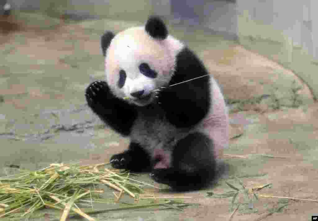 在东京上野动物园的媒体预览会中,6个月大的雌性大熊猫幼仔香香吃竹子(2017年12月18日)。