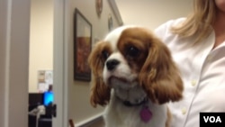 国会议员的办公室。(美国之音 杨晨拍摄)