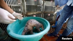 资料照:越南河内的一家野生动物救援中心解救的一只穿山甲。