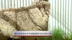 澳大利亚迷失羊申请最重剪毛吉尼斯记录 澳大利亚迷失羊申请最重剪毛吉尼斯记录
