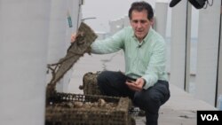 加勒特观察他的牡蛎 (VOA卫视袁美拍摄)