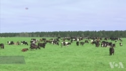 美国农民使用高科技监控牛群 美国农民使用高科技监控牛群