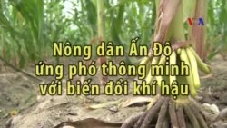 Nông dân Ấn ứng phó thông minh với biến đổi khí hậu Nông dân Ấn ứng phó thông minh với biến đổi khí hậu