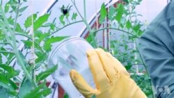 蜜蜂安装传感器帮助研究人员收集数据 蜜蜂安装传感器帮助研究人员收集数据