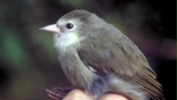 夏威夷濒危鸟类获得二次机会 夏威夷濒危鸟类获得二次机会