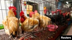 Việt Nam siết chặt các hoạt động buôn lậu gà vịt và các sản phẩm không an toàn qua biên giới