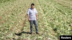 2020年4月15日冠状病毒病爆发期间,加利福尼亚农民杰克·维西的长叶莴苣全废在地里。