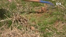 树木不但能遮风挡雨 还能帮助人们节能省钱 树木不但能遮风挡雨 还能帮助人们节能省钱