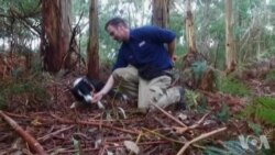 探测犬找寻濒危物种 探测犬找寻濒危物种